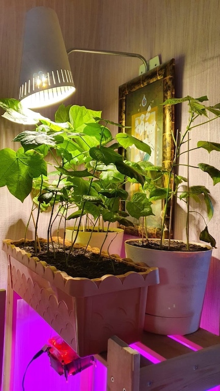 Городские фермеры: 3 истории о том, как устроить мини-огород в квартире